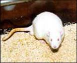 servicio produccion y experimentacion animal
