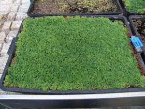 Azolla